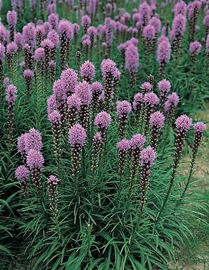 Liatris spicata Floristan Violet 2,000 seeds
