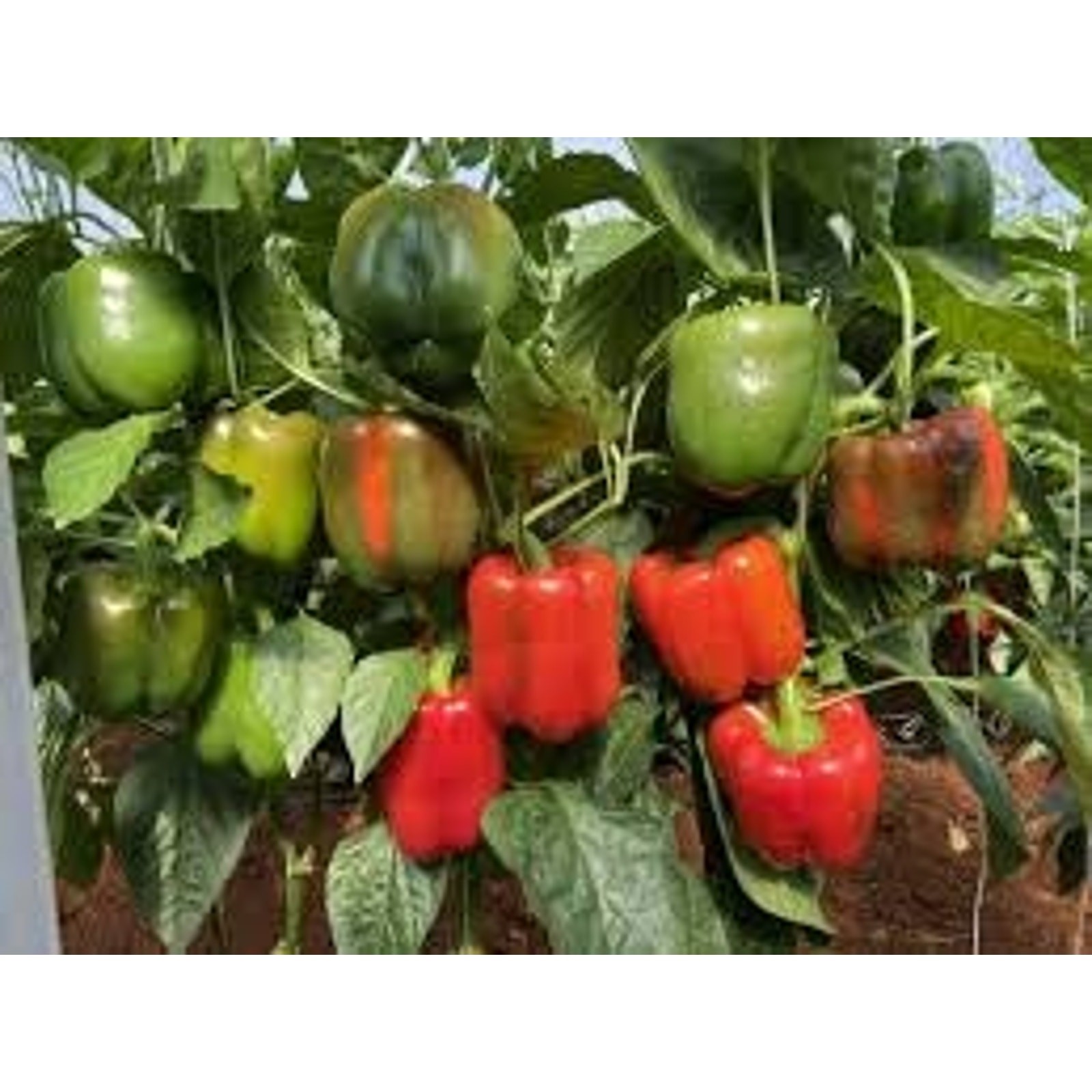Big Sweet Red Bell Pepper Heirloom Seeds 100, Non GMO, New Crop Good for