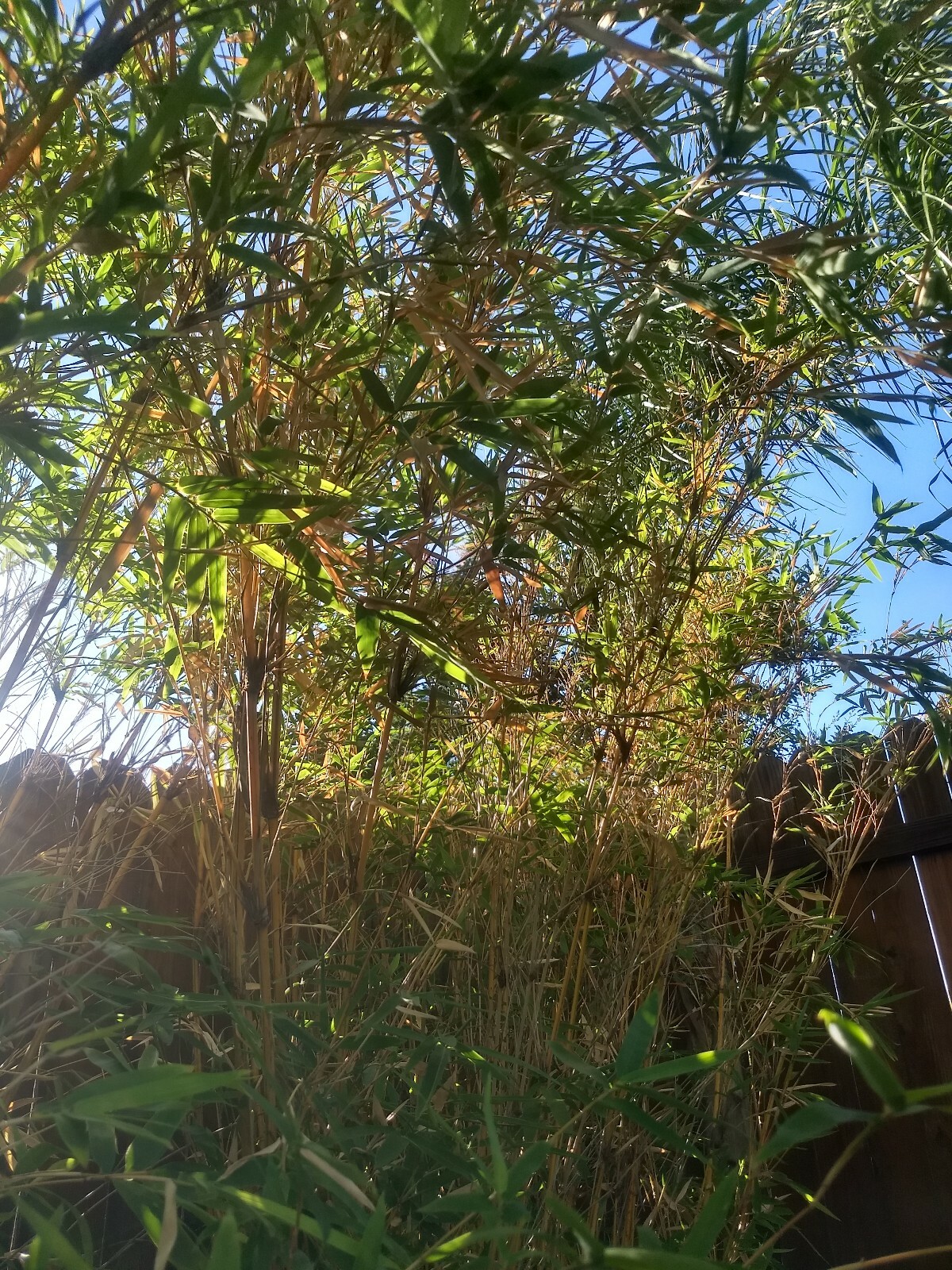 5 Individual Divisions! Alphonse Karr Bamboo *Privacy Screen*Hedge Starter*