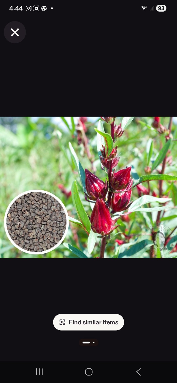 200 Roselle Seeds Bulk Hibiscus Sabdariffa Planting Seed natural organic