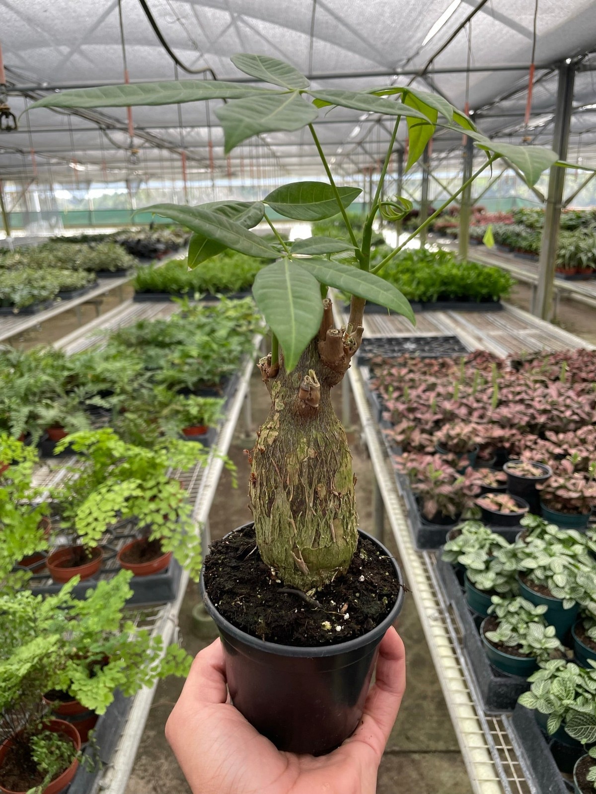 Money Tree Guiana Chestnut Pachira Stump • Braided Trunk Good Luck