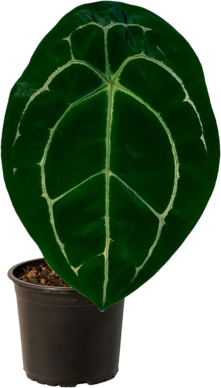 Anthurium Forgetii Silver by LEAL PLANTS ECUADOR| Anthurium Silver House plants