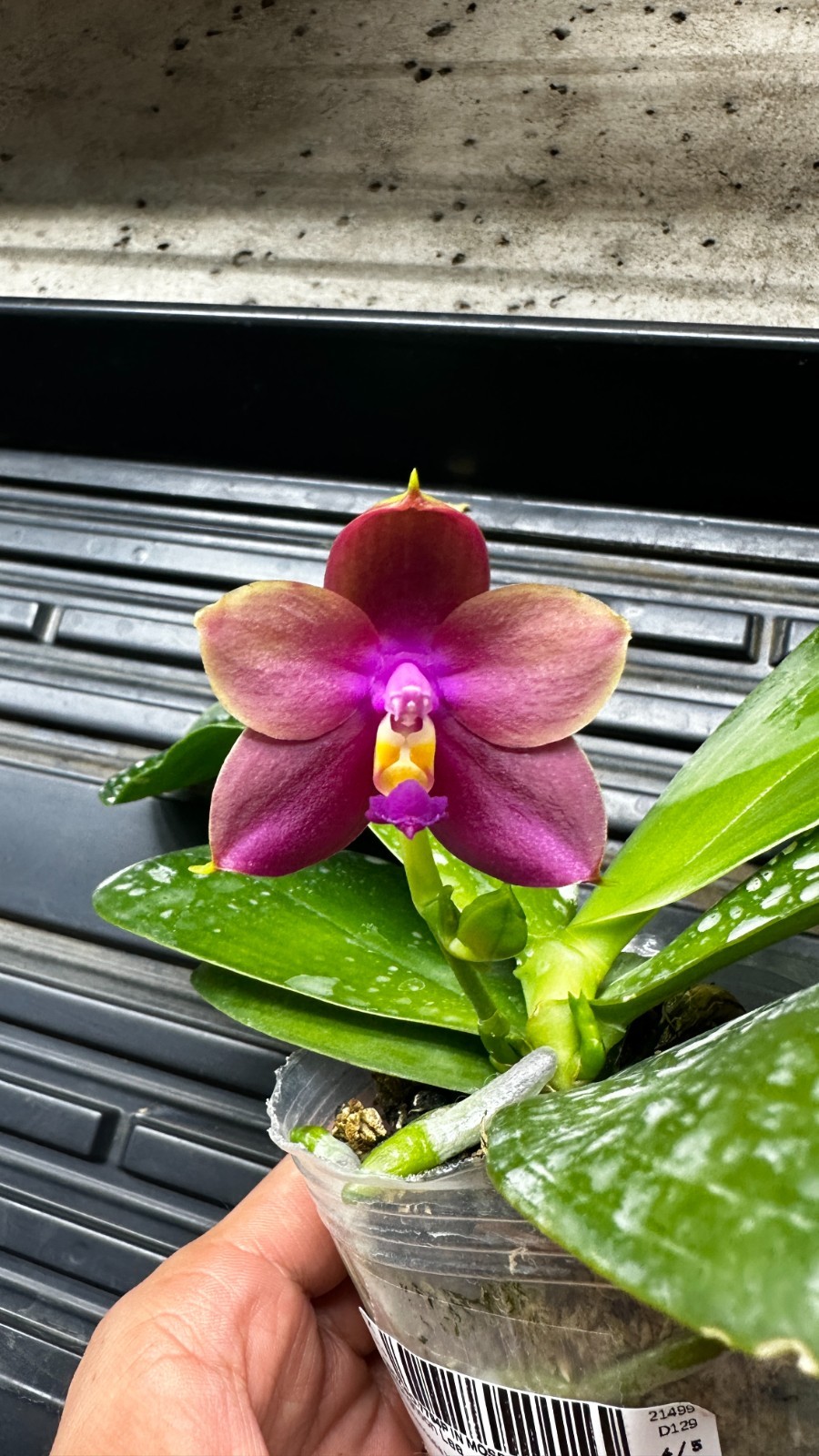 Phalaenopsis Yaphon Bear Sir ‘634’ [IN SPIKE]