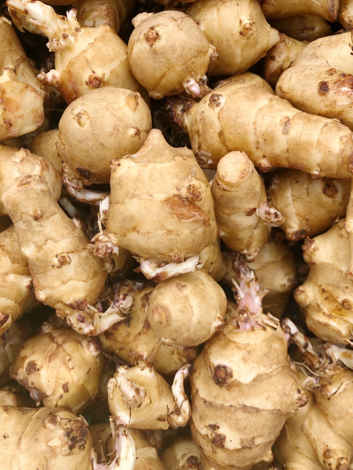Sprouting Jerusalem Artichoke/Sunchoke – Individual Tubers For Planting