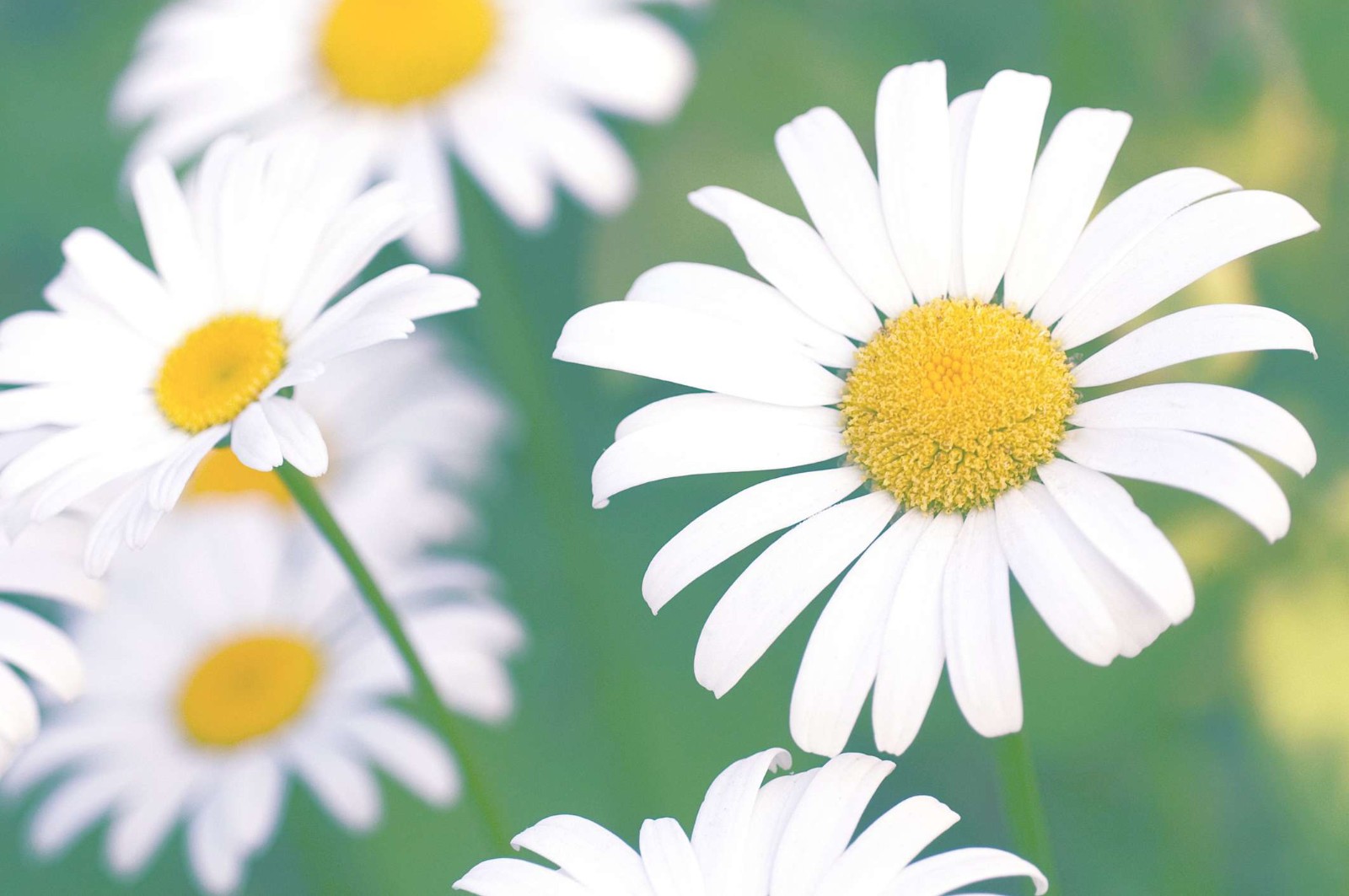 Single White English Daisy Seeds Bellis perennis Free Shipping!