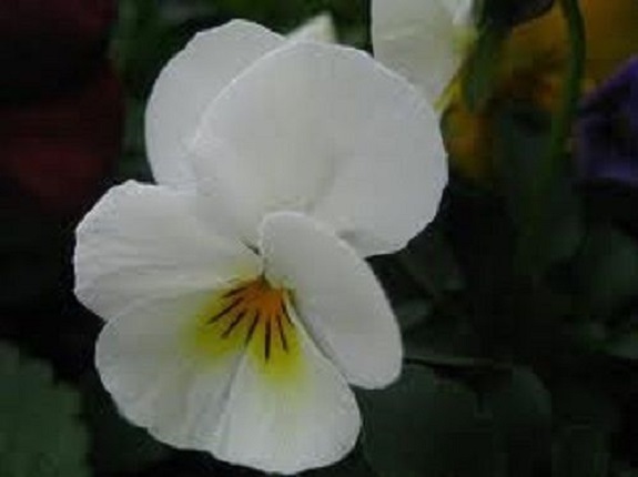 30+ Viola Cornuta White / Shade-Loving / Perennial Flower Seeds