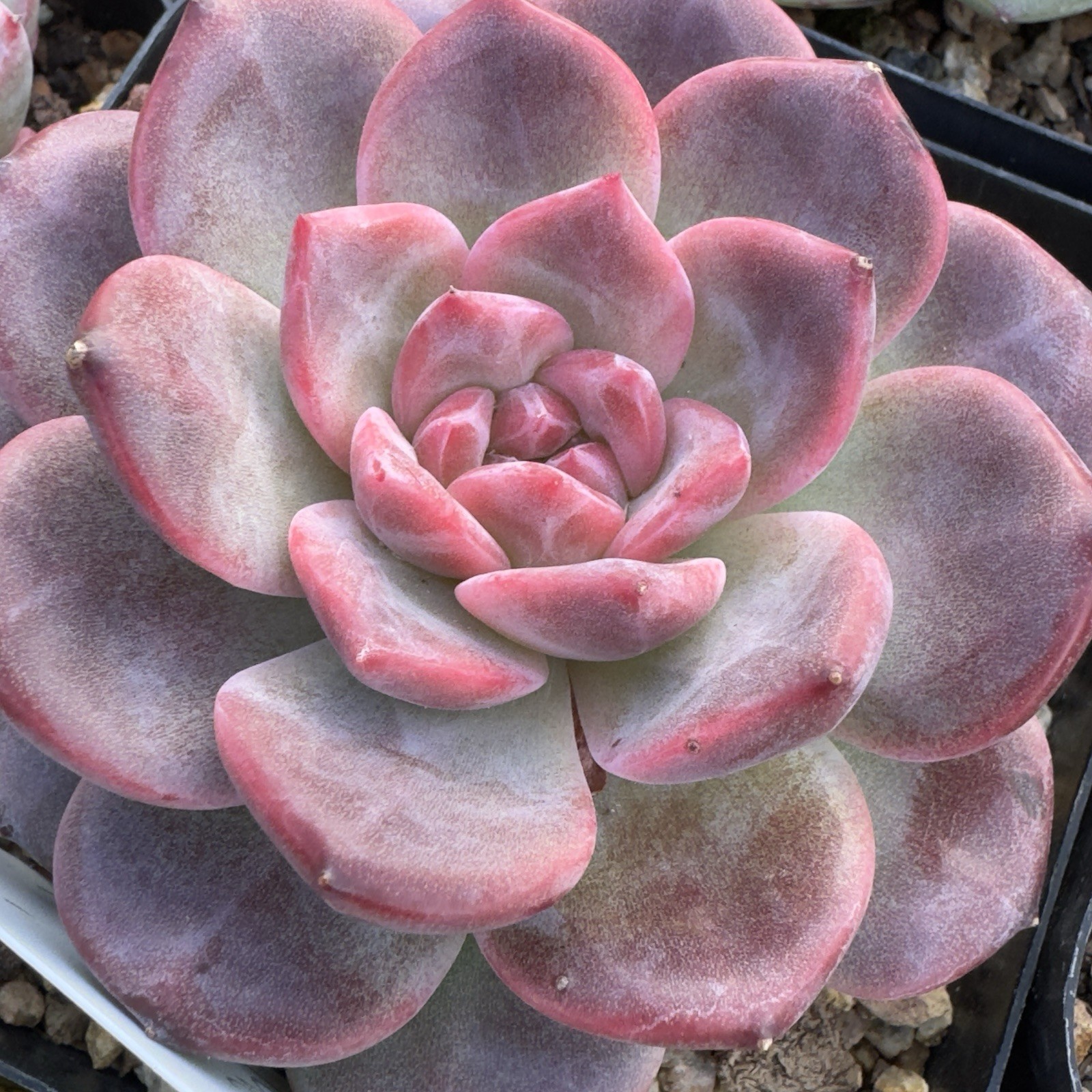Echeveria Rare Hobak (Pumpkin) Live Succulent Plant Fully Rooted