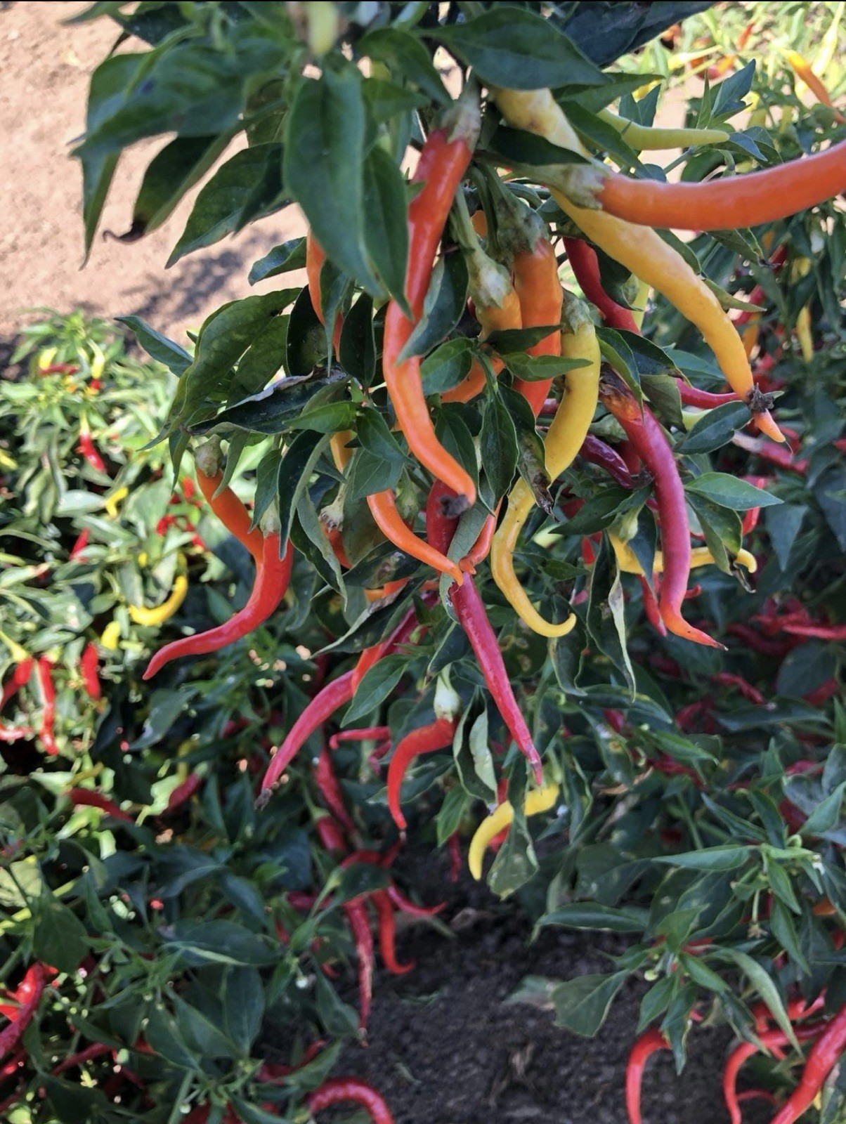 Green House Floor Hot Pepper Mix 16 Varieties 250+ Seeds