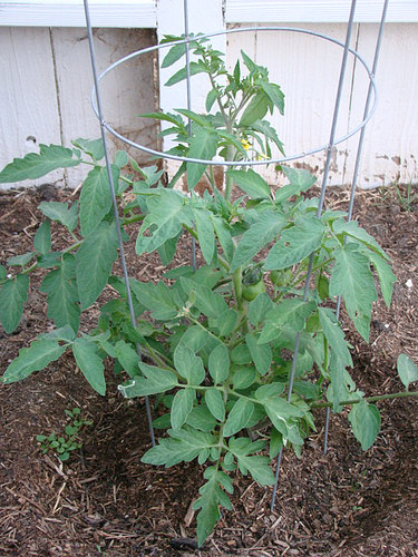 Light Blue Cherry heirloom tomato seeds non-gmo DIFFERENT UNIQUE STRAIN