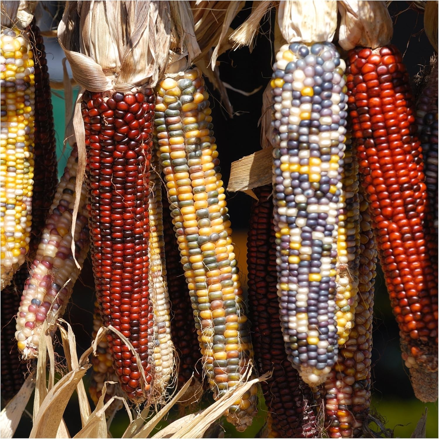 Corn Seeds Multicolor Ornamental Indian Corn | 200+ Seeds Zea Mays Non GMO Fl…