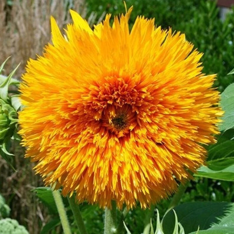 Double Tall Sungold Giant SunFlower 30 Fresh seeds Harvested in 2025~NonGMO
