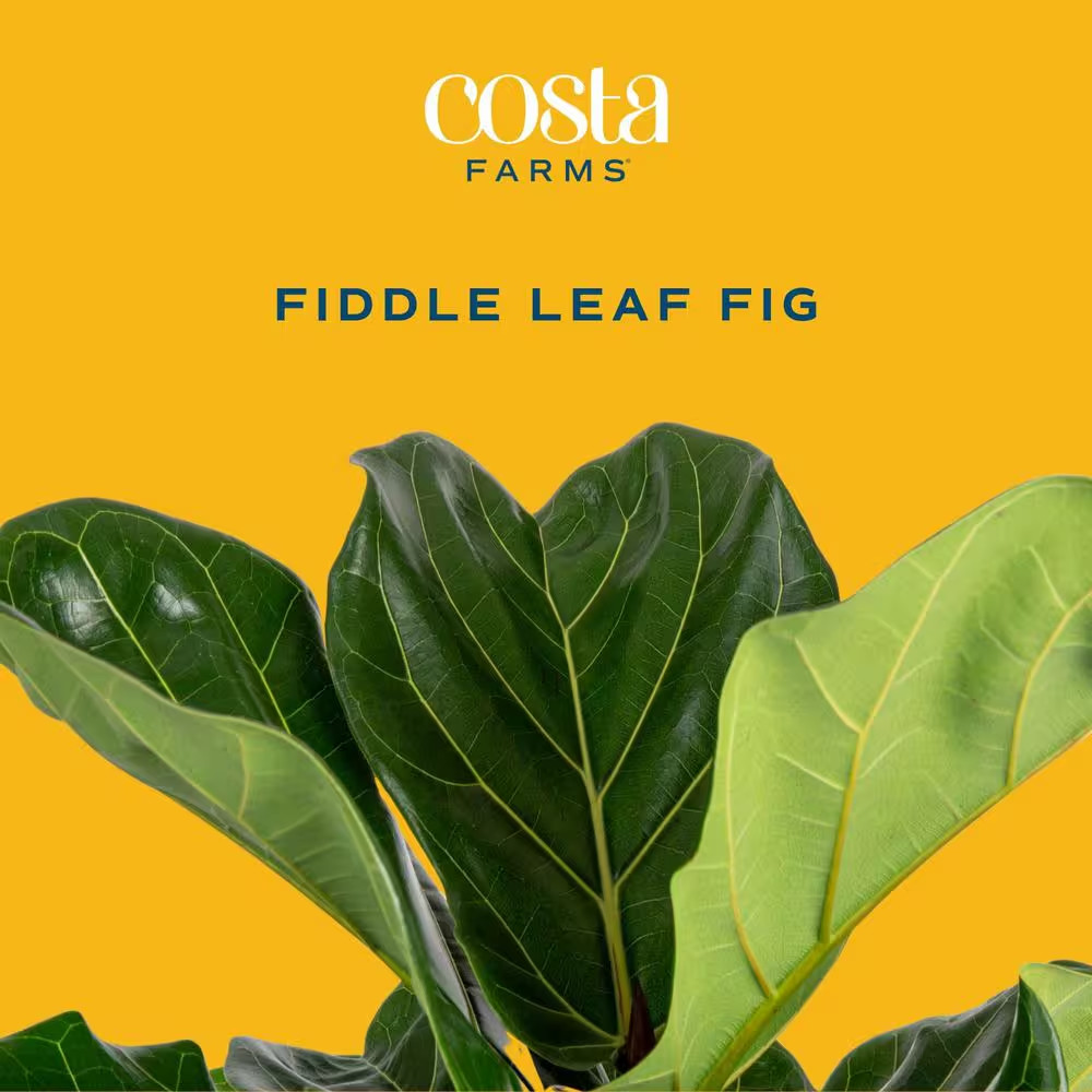 Fiddle Leaf Fig Indoor Plant in 8.75 In. Black Grower Pot, Avg. Shipping Height