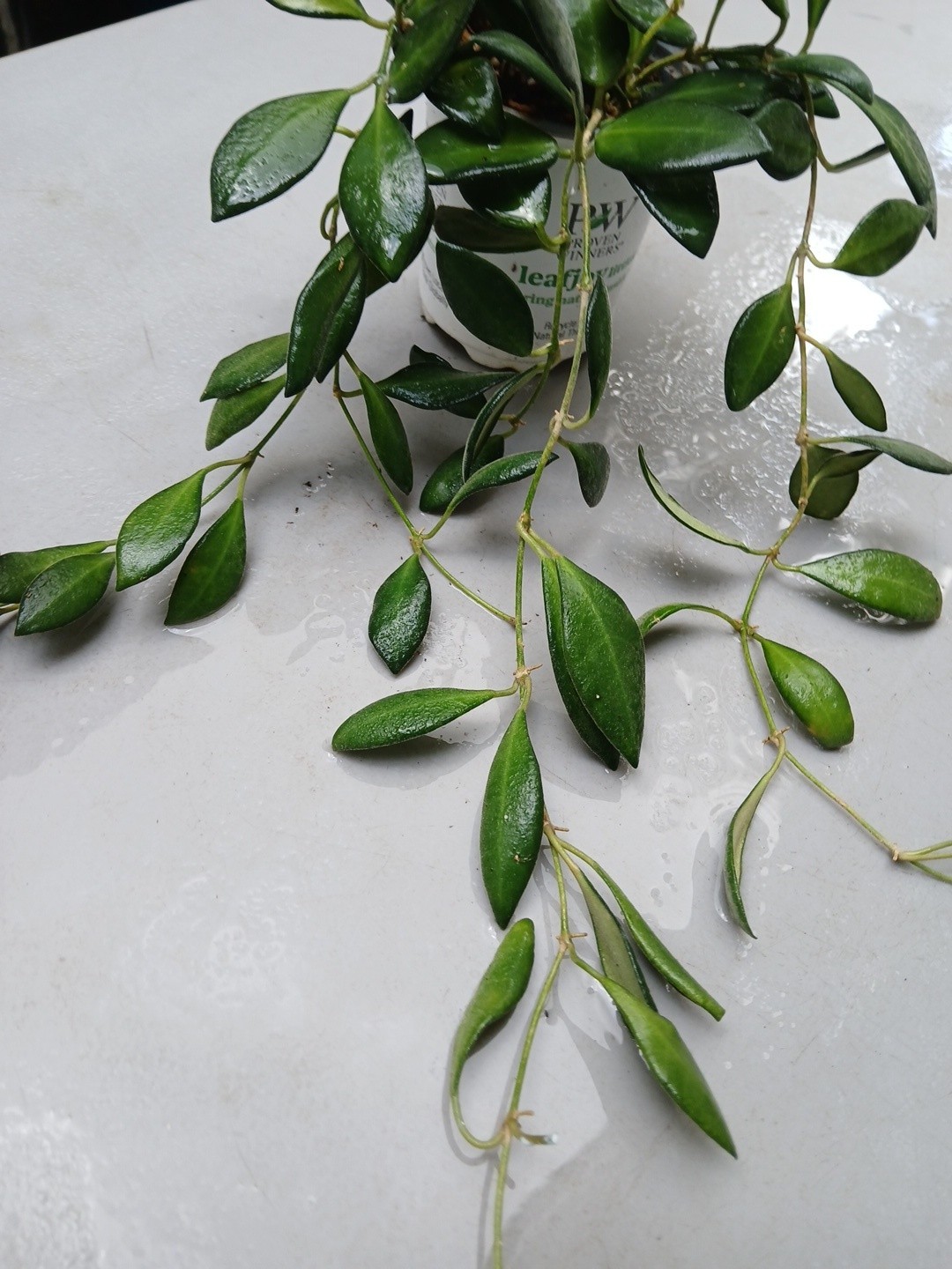 #124- HOYA BURTONIAE VARIEGATED LIVE PLANTS, FULL POT PLANTS,