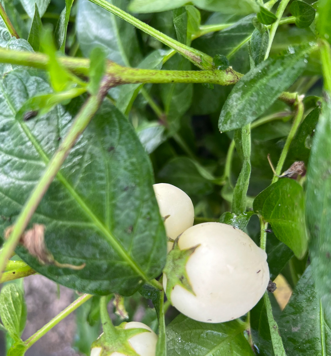 6 Cuttings of the ‘Vista’ variety pepino melon – delicious sweet cucumber.