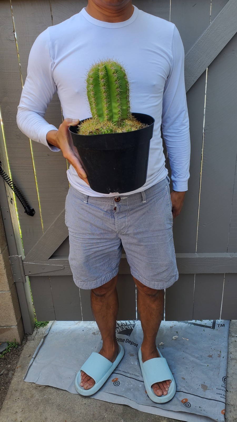 Sun Goddess Cactus