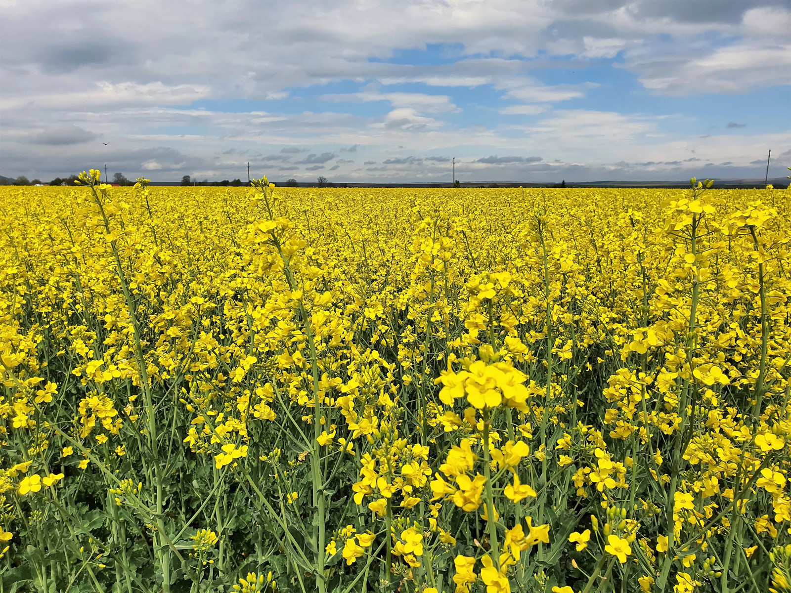 1000 ‘ WICHITA ‘ Winter CANOLA Brassica Napus Rape Oilseed Cover Crop Seeds