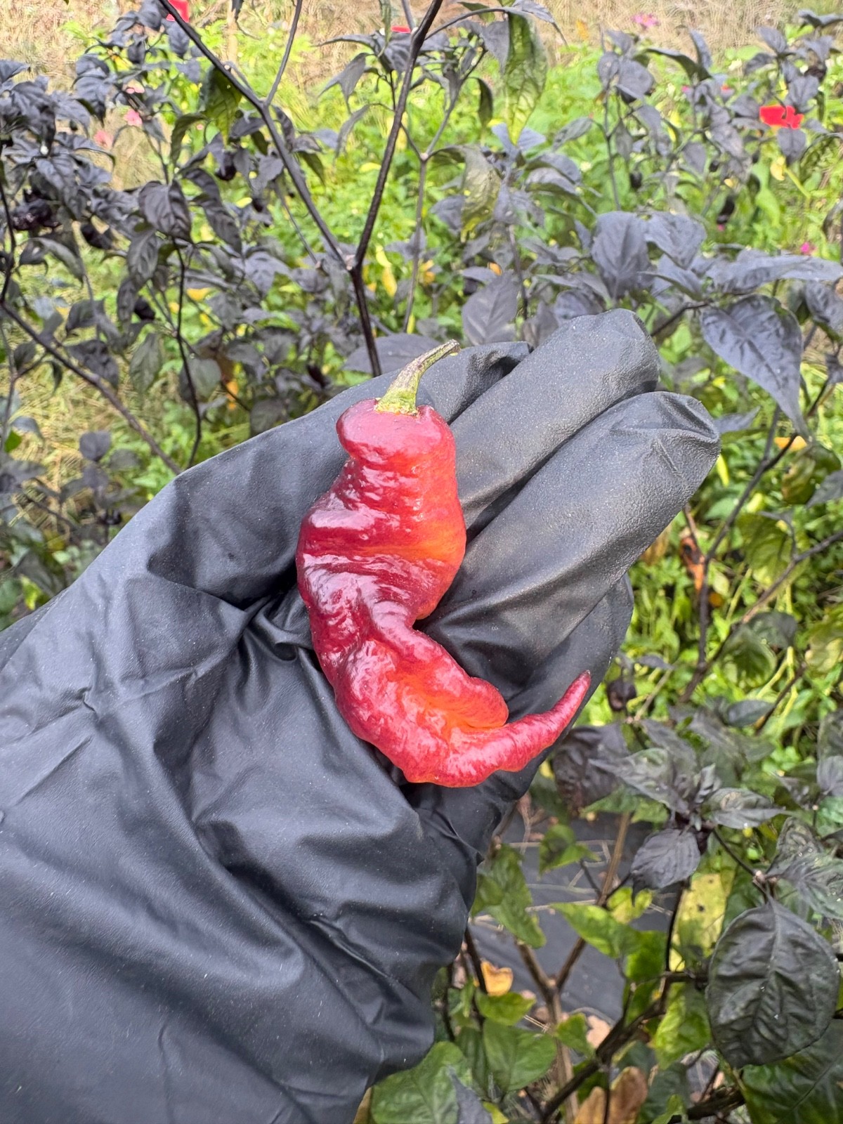 20 RARE Pink Tiger Reaper Seeds