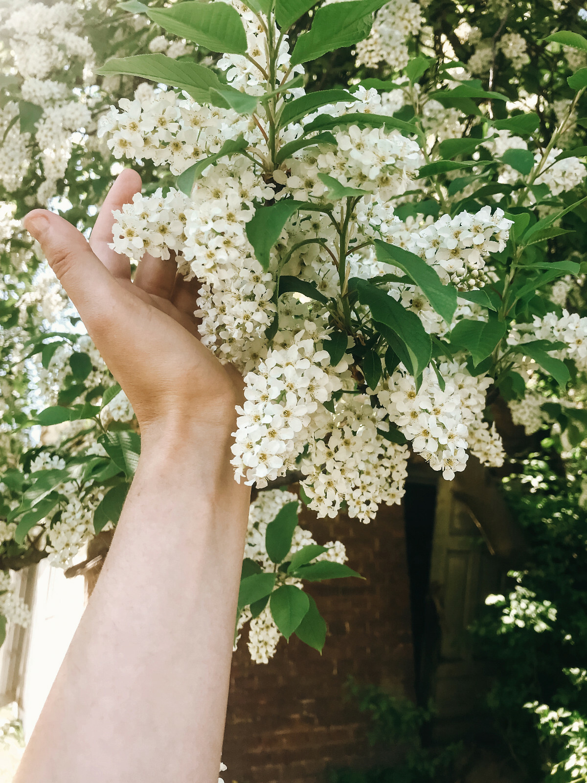 20 BLACK CHERRY SEEDS | SWEET EDIBLE FRUIT | USA Native Tree (Prunus serotina)