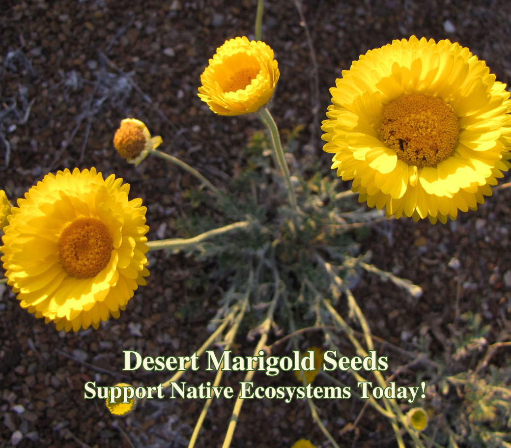 Desert Marigold Seeds for Xeriscaping California Native Baileya multiradiata Dro