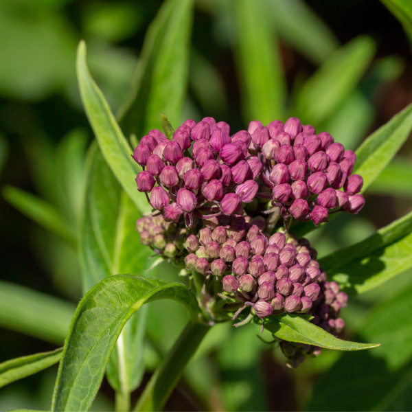 Native Milkweed Starter Plant – Live Monarch Butterfly Host, Ready to Plant