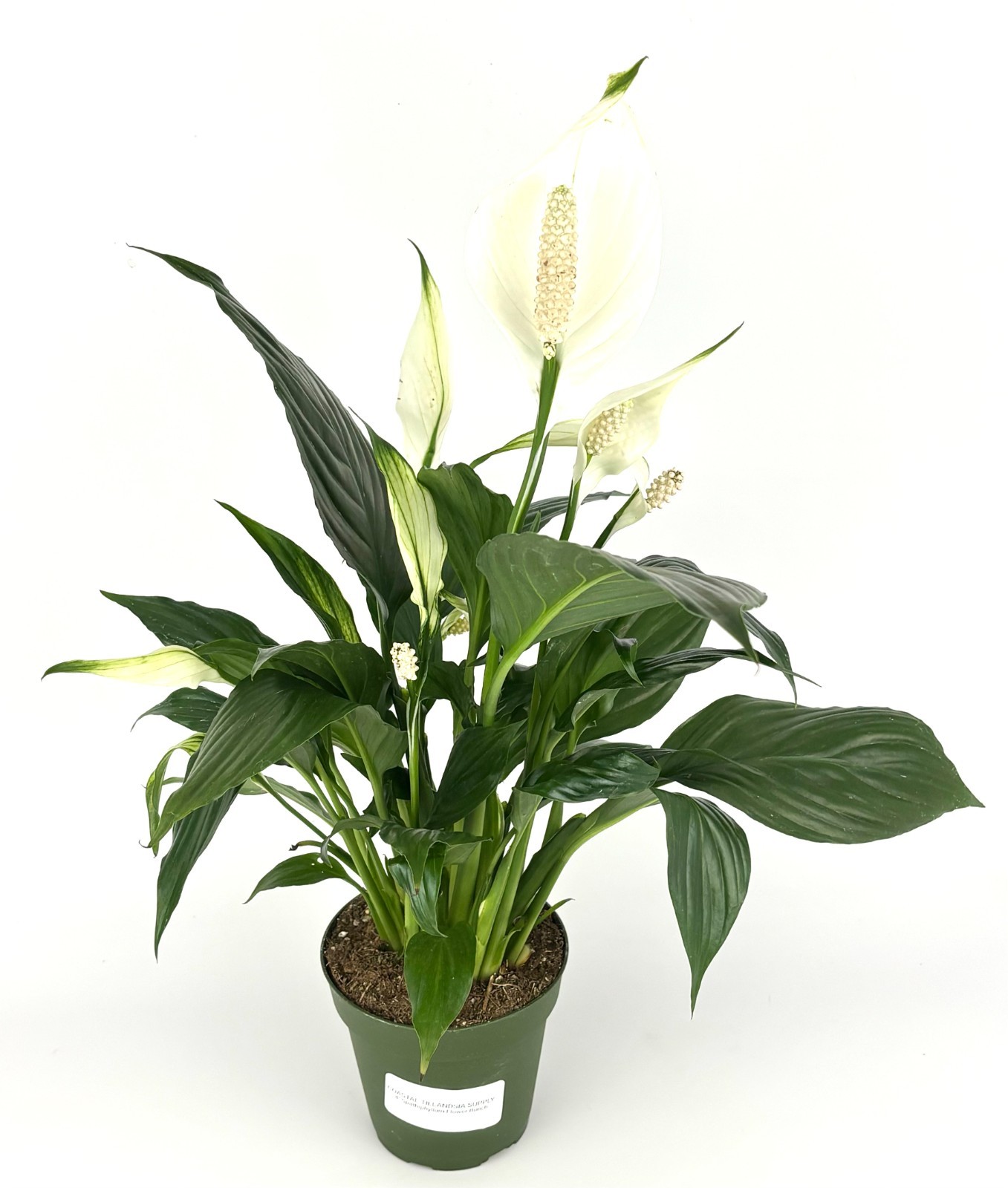 Peace Lily Spathiphyllum Air Purifying Houseplant, 4” Pot