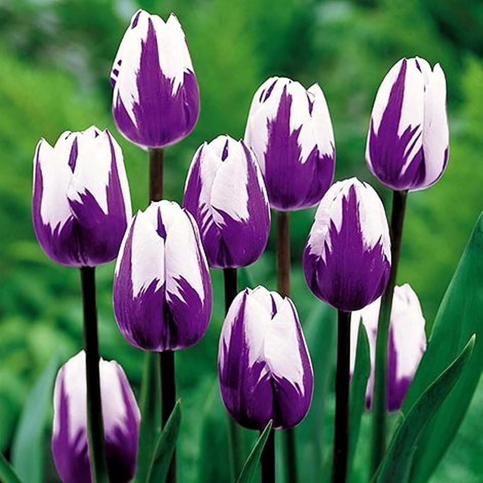 Purple and White Tulip Bulbs (Flaming Flag)