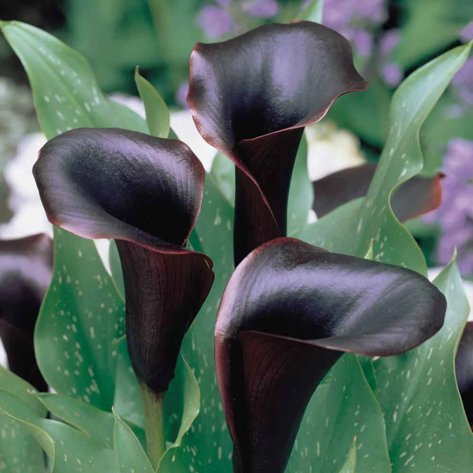 5 Black Calla Lily Bulbs- USA farm and company