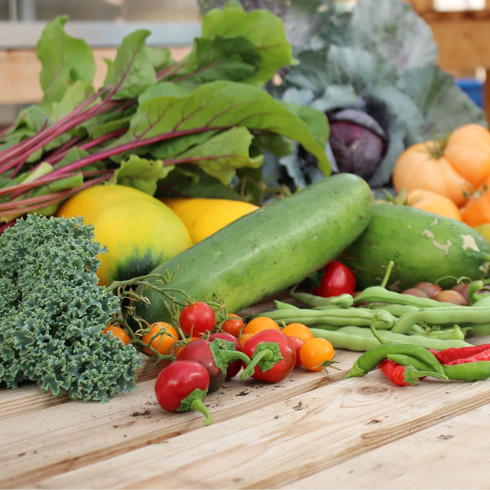 Mountain Valley Seed Company Vegetable Garden Can 50000 Seeds 16 Varieties For