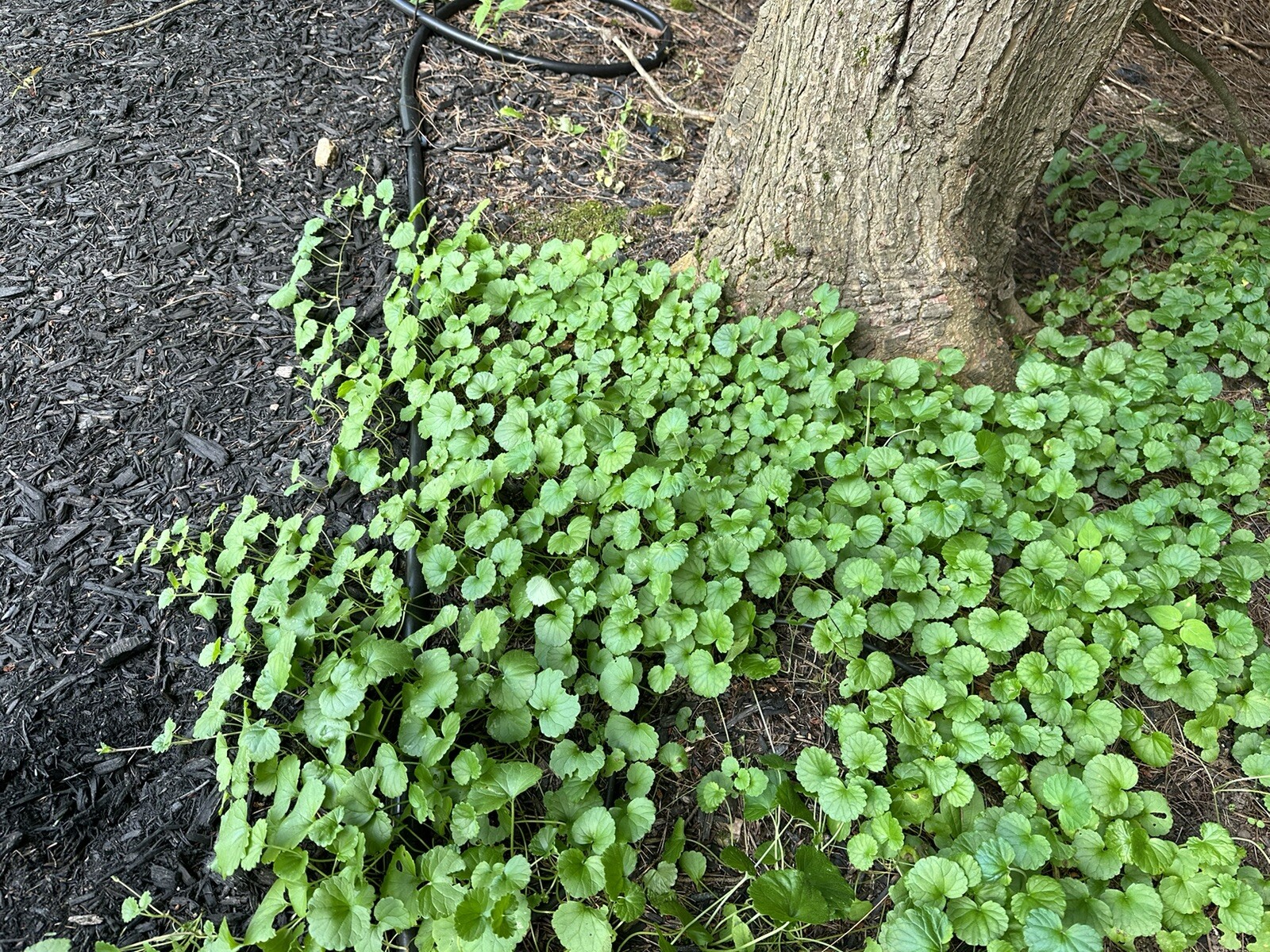Creeping Charlie Plant Evergreen GROUND IVY Glechoma Hederacea live vine plant
