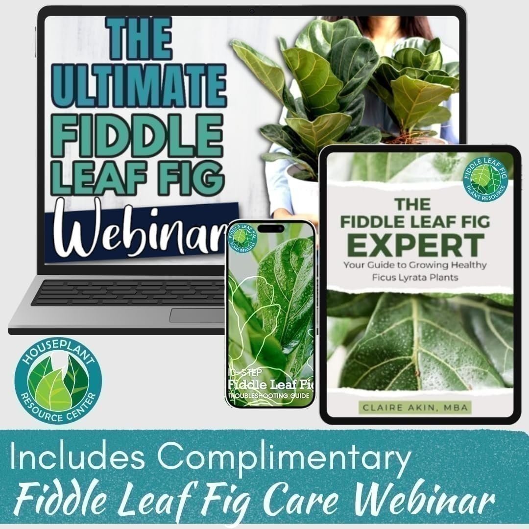 Fiddle Leaf Fig Rescue Drops – 3-in-1 Fertilizer, Root & Immunity Boost (100ml)