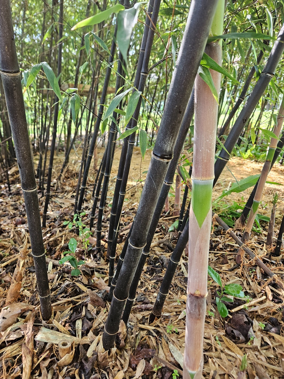 Black Bamboo Phyllostachys Nigra Live Bare Root Plant (3) Fresh Rhizomes