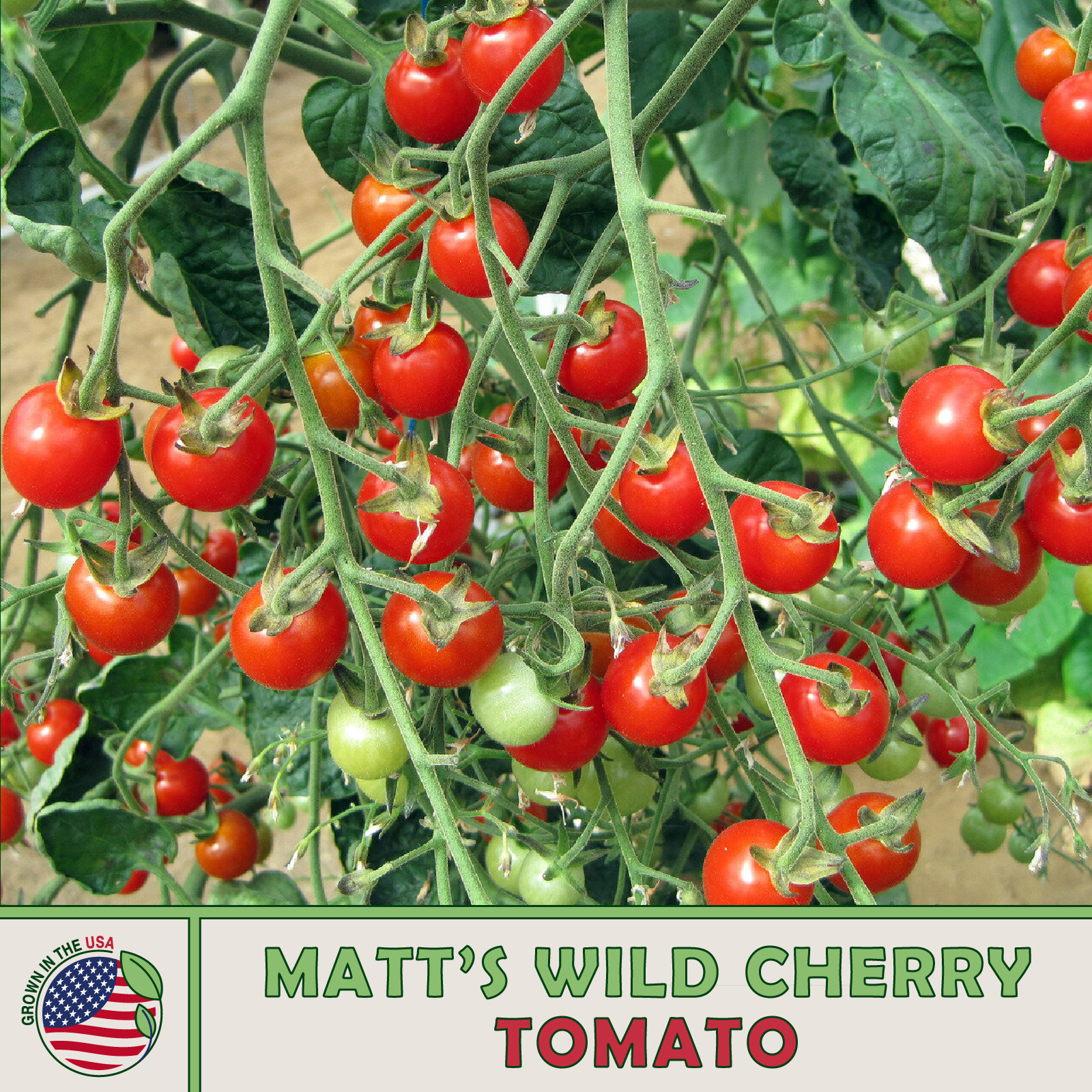 50 Matt’s Wild Cherry Tomato Seeds, Organic, Genuine USA