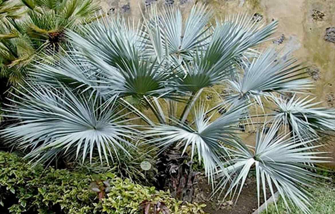 Mexican Blue Hesper Palm Tree Seeds ~ Brahea Armata ~ Mexican Blue Palm Tree ~