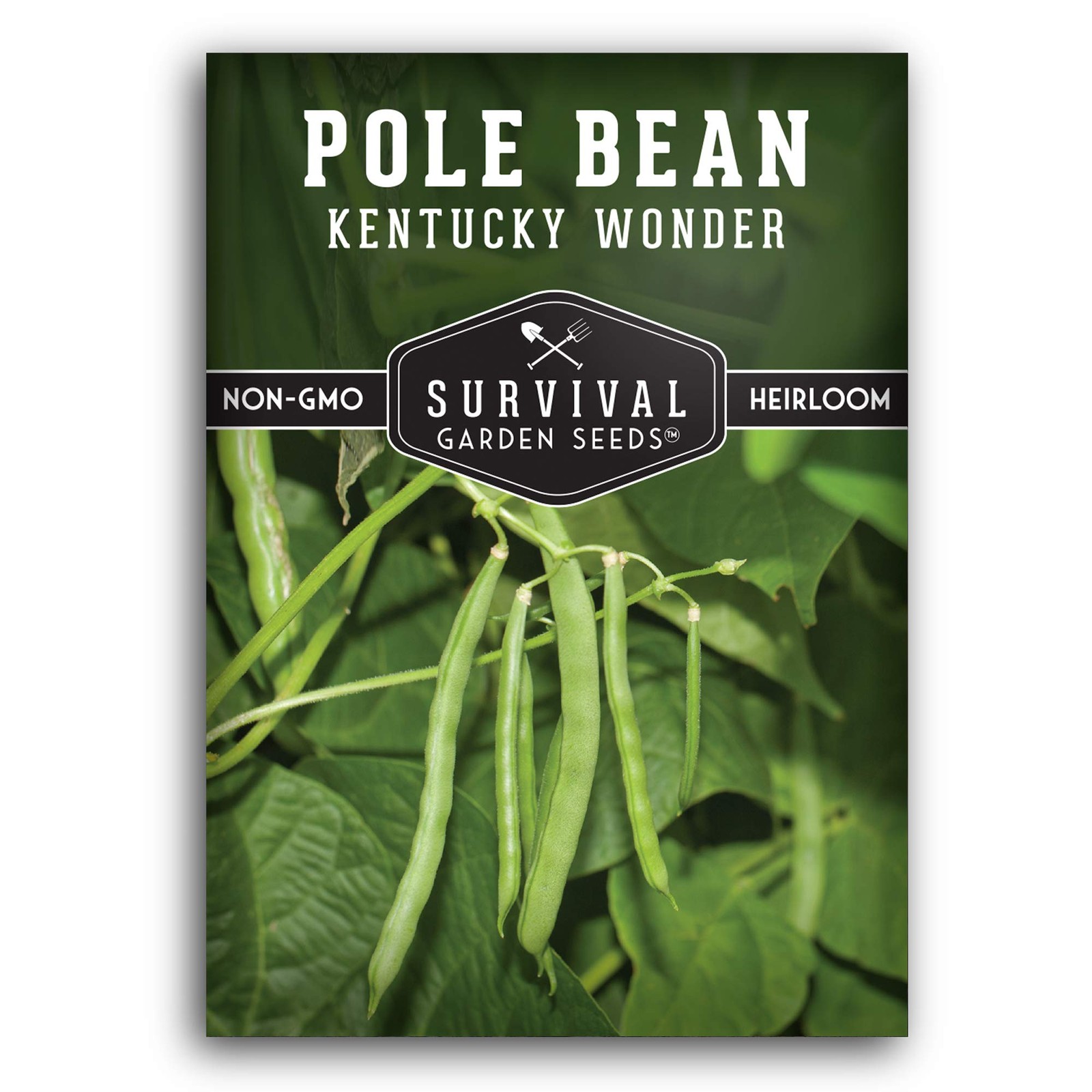 Kentucky Wonder Pole Bean Seeds for Planting – Heirloom Climbing Green