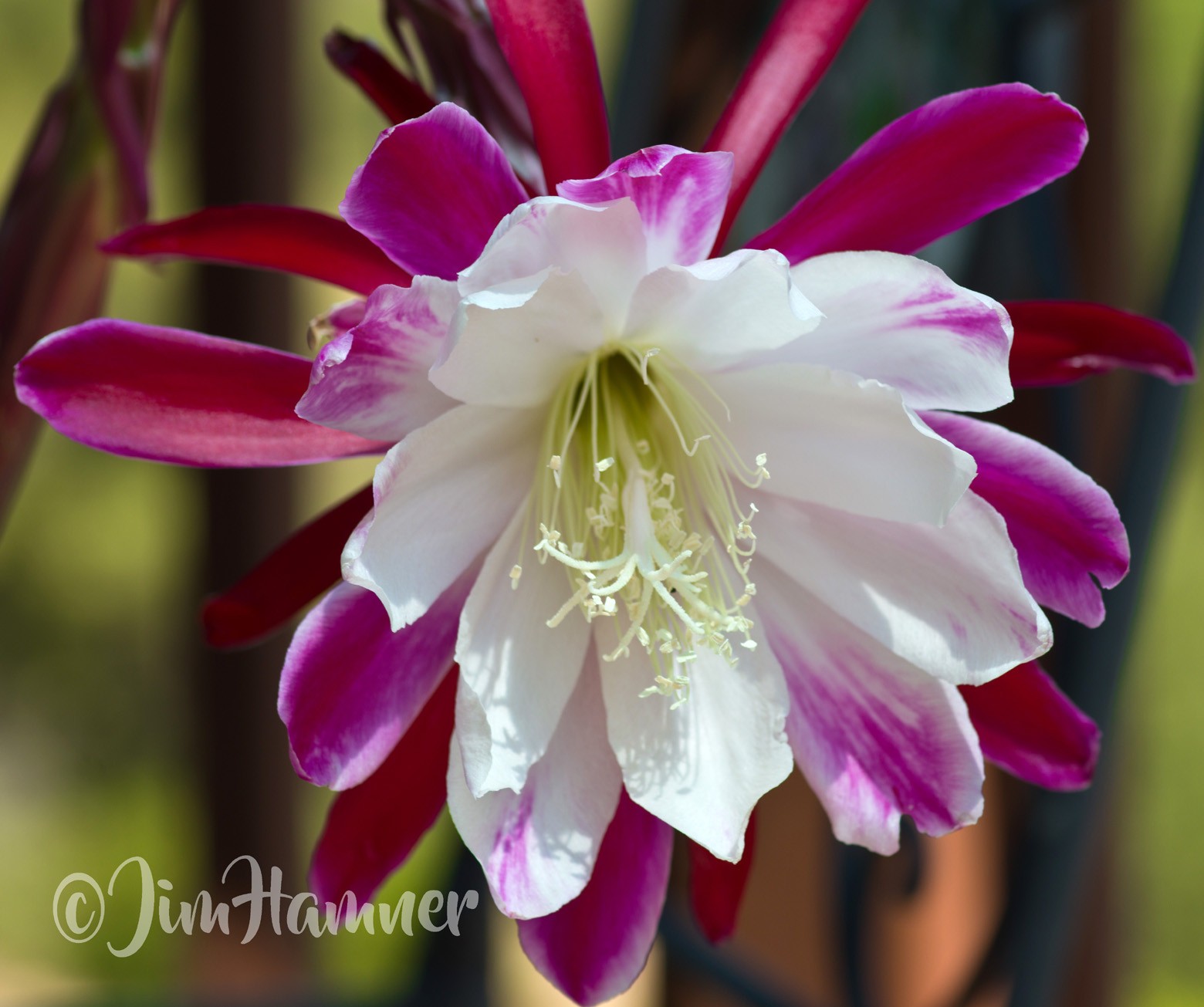 1 Clown Epiphyllum Orchid Cactus Cutting 8-10 inches long