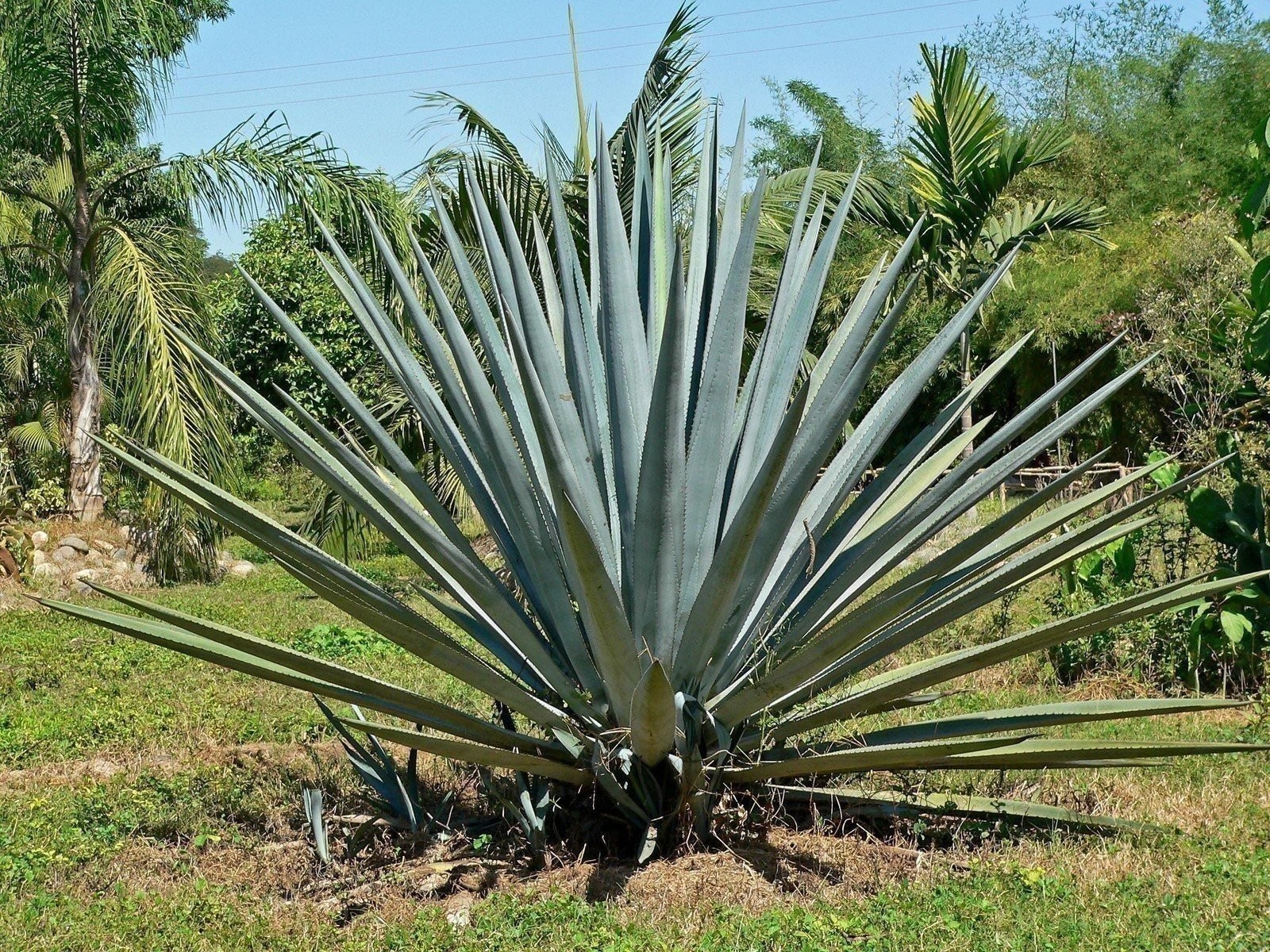Agave Tequilana | 1 Gallon | Agave tequilana | Drought Tolerant | Succulent