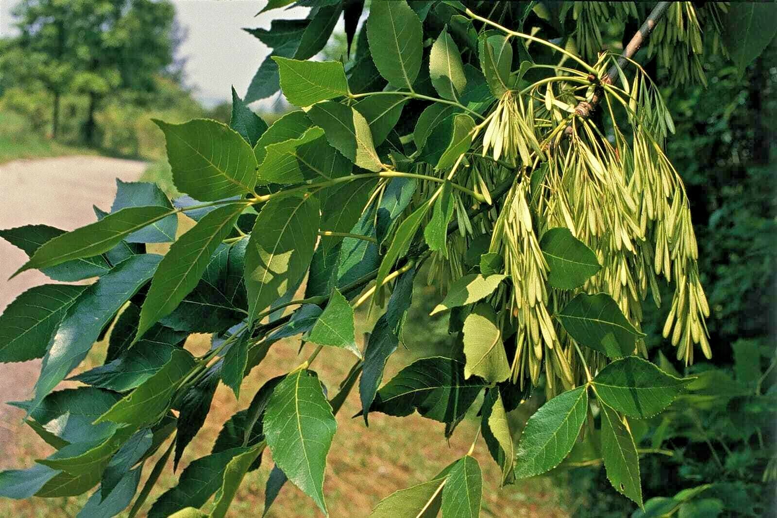 20 KOREAN ASH SEEDS – Fraxinus chinensis var. ‘Rhynochophyll’