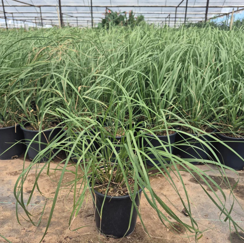 Deer Muhly Grass Live Plant – 1 Gallon – Drought-Tolerant Native Grass