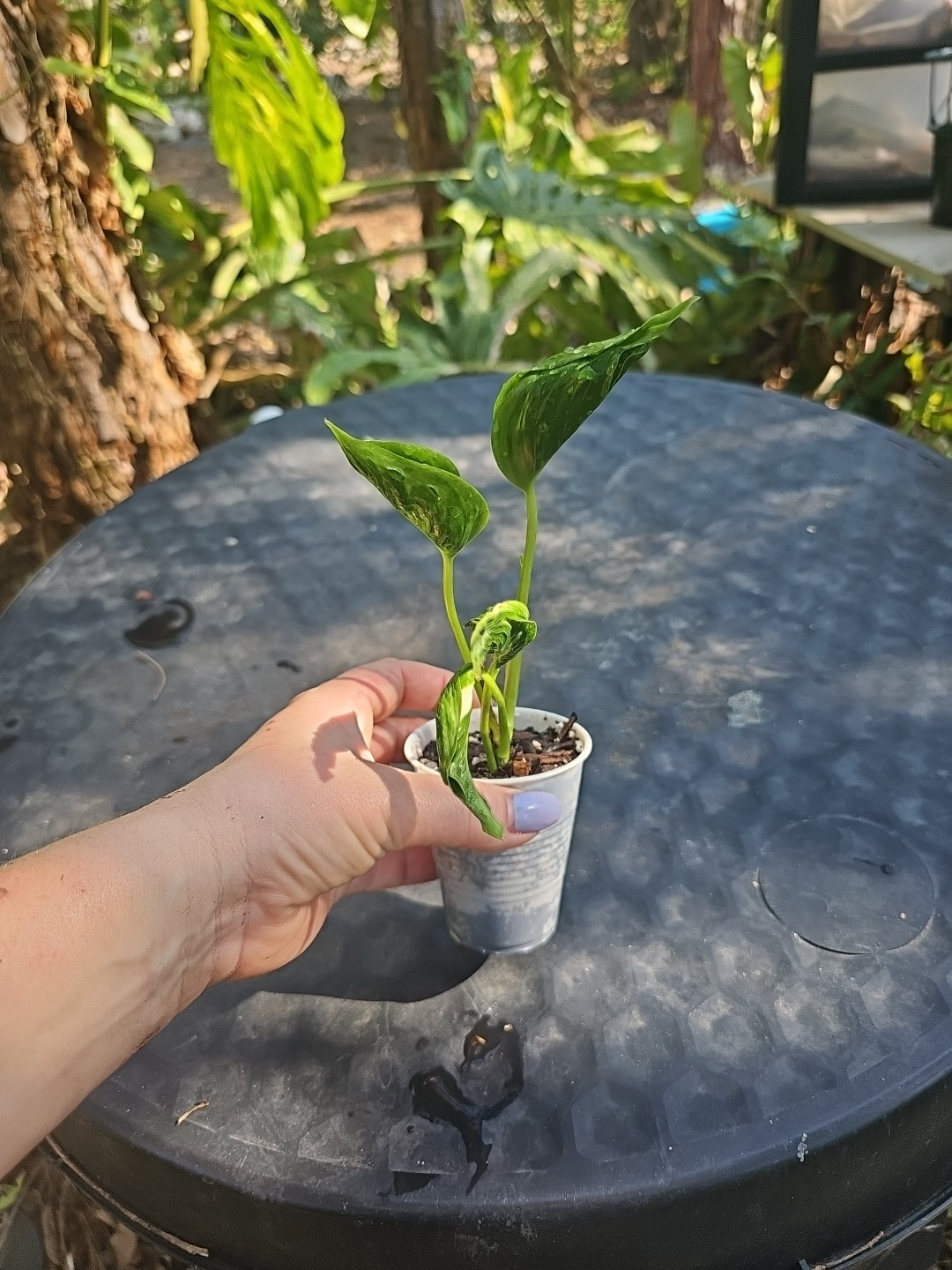 Shangri La Pothos Live Plant In 3″ Pot ~Epipremnum Aureum