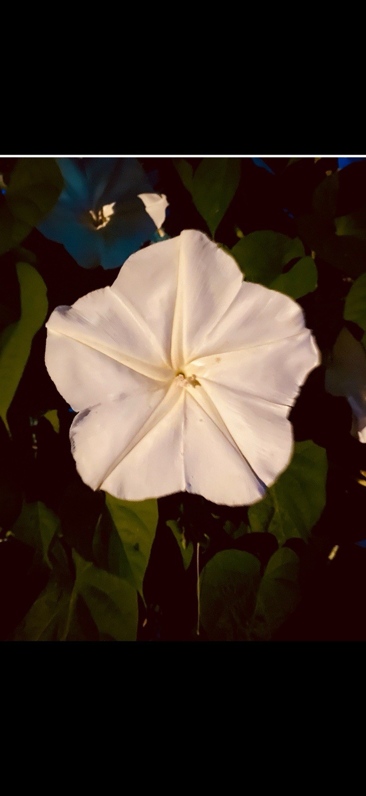 Moon Flower Live Plants