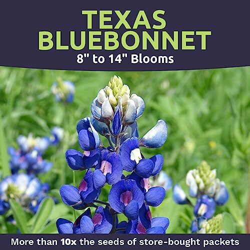 Texas Bluebonnet Wildflower Seeds – Bulk 1/2 Ounce Packet – Over 500 Native S…