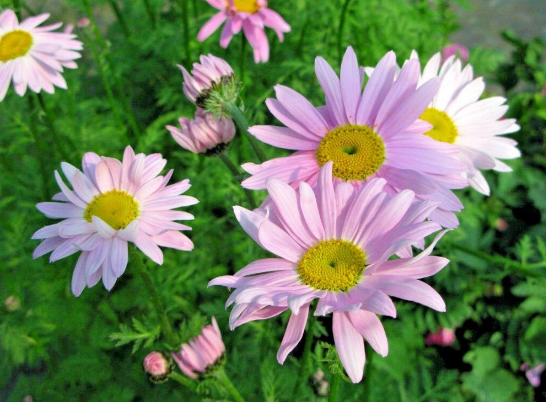 100 Seeds| Robinson’s Mix Daisy Seeds – #N006