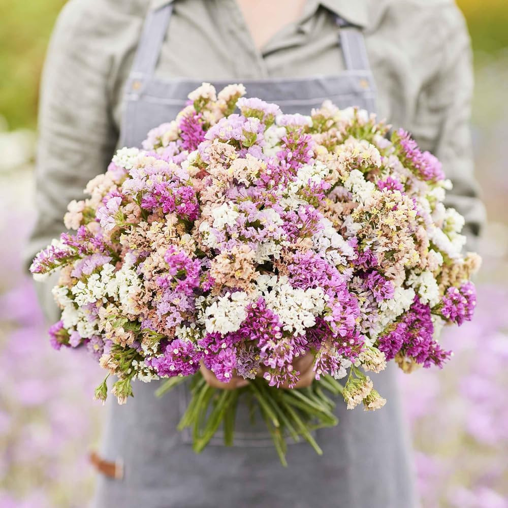 1000+ Mix Statice Pastel Seeds for Planting Outdoors-Annual Limonium Sinuatum Be