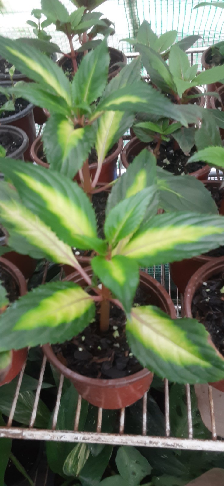 1 Variegated New Guinea Impatiens Live Starter Plant- READ LISTING