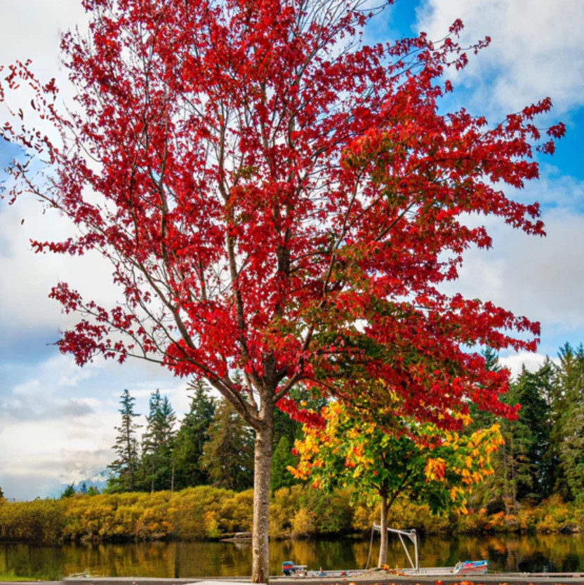 2 Live Brandywine Maple Plants – 4–6” Tall – 3” Pot – Landscape Tree