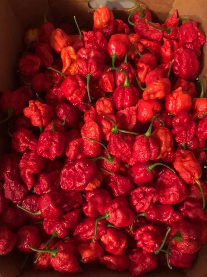 Carolina Reaper Hot Pepper Seeds 10+ 2022 Season Crop