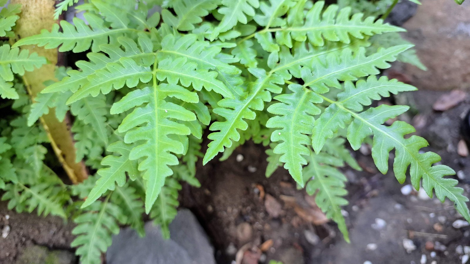 1000 + SENSITIVE FERN Onoclea Sensibilis aka Bead Sympathy Spores Seeds