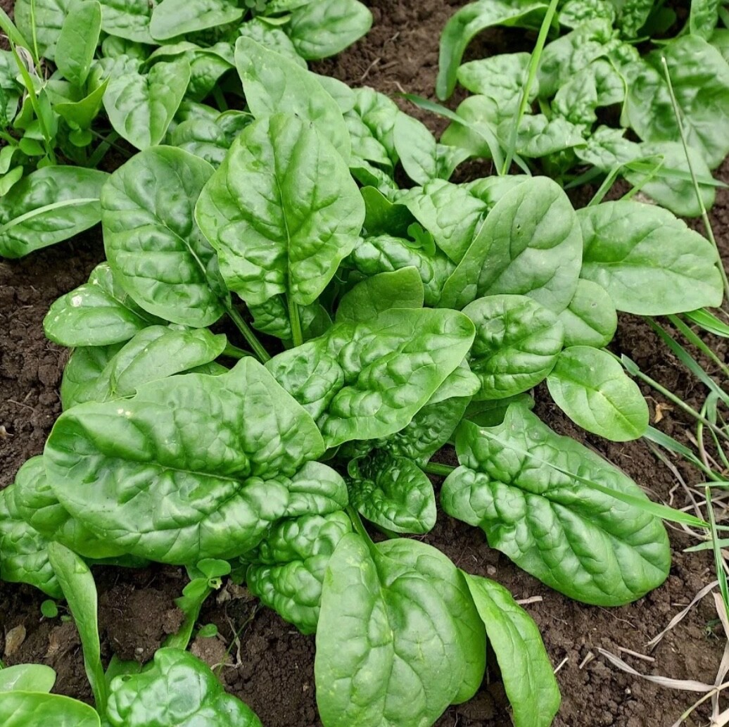 50 Bloomsdale Long Standing Spinach Seeds, Slow-Bolting, Organic, 2026 Fresh