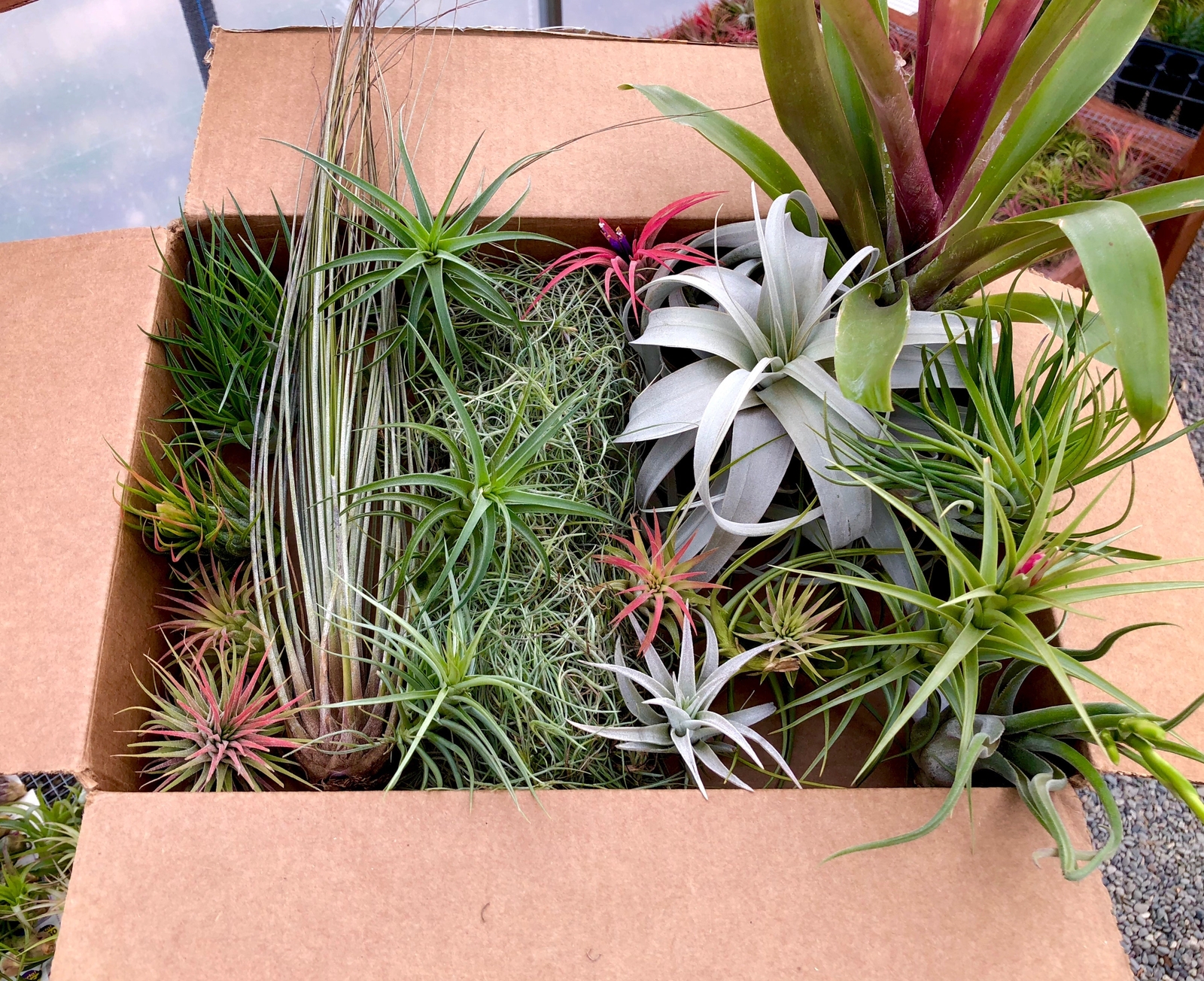 25 Pack Premium Air Plants Tillandsia Mix *Beginner Friendly Selections*