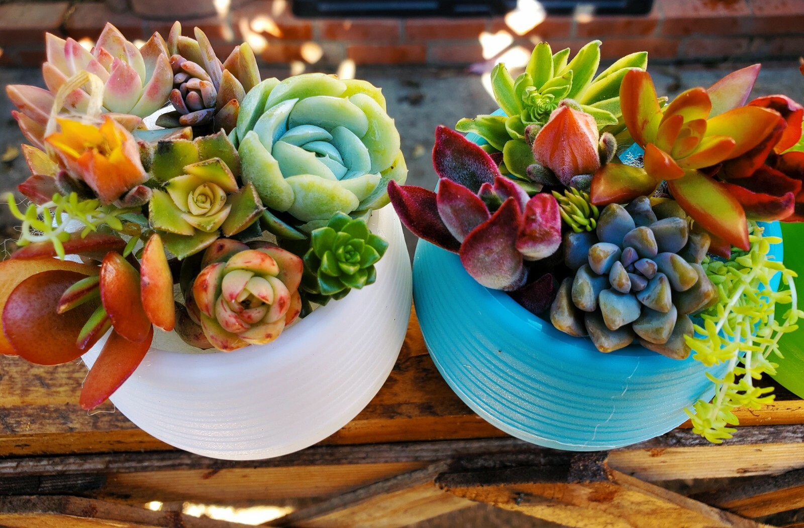 10 small unrooted succulent cuttings